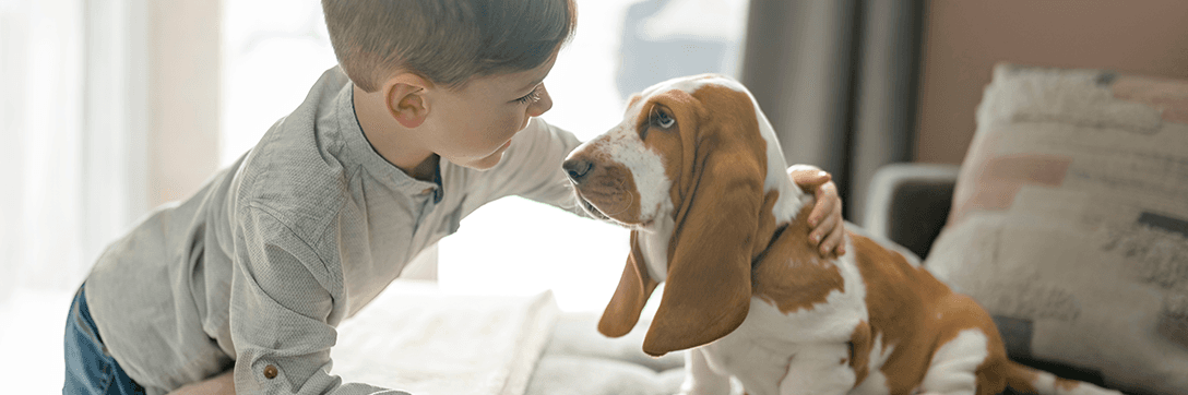 5 Dicas de decoração para casas com pets